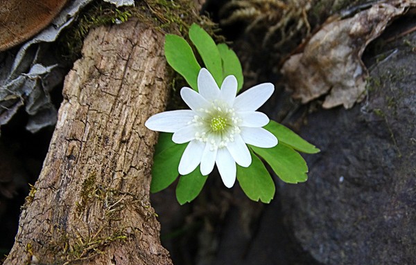 봄을 맞는 흰 바람꽃