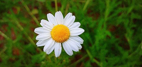 로만은 저먼 보다도 꽃이 크게 피고 자세히 보면 노란 꽃술 부분이 납작하고 평면적이다.