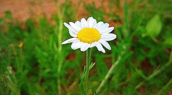 캐모마일 로만은 저먼 보다도 꽃이 크게 피고 자세히 보면 노란 꽃술 부분이 납작하고 평면적이다.