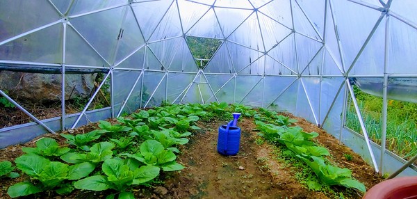비닐하우스 온실 배추 재배현장